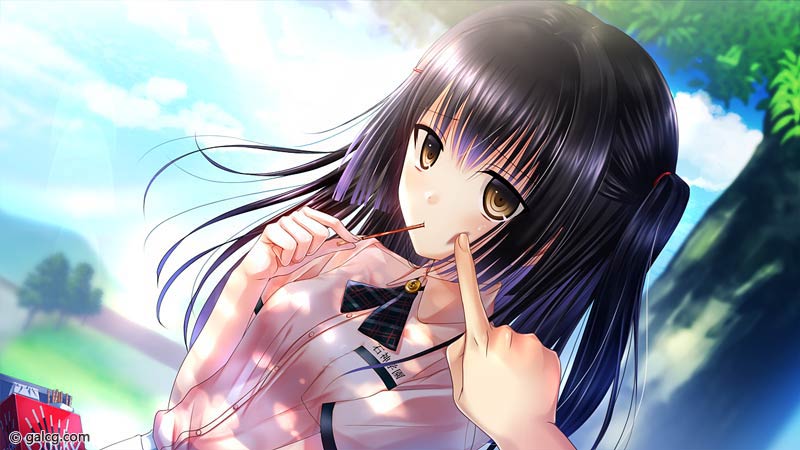 ヒマワリと恋の記憶